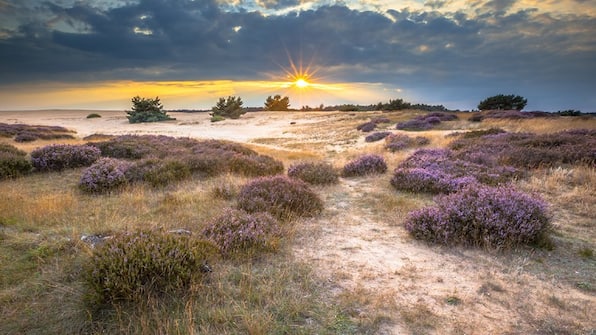 Veluwe - Soeren Lounge - Veluwe