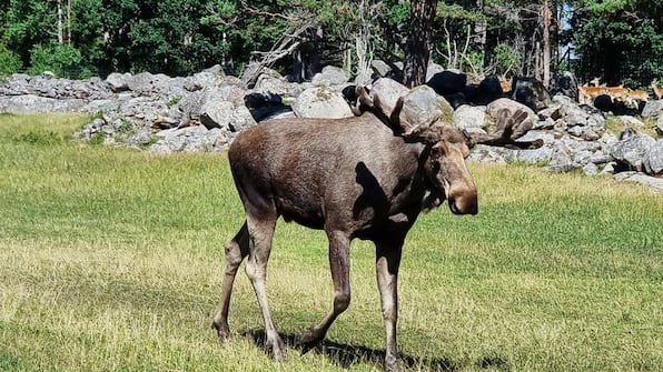 Omgeving  - Vodatent Småland Miniglamping