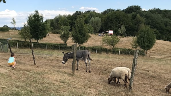 Kinderboerderij - Vodatent Camping Terre Ferme