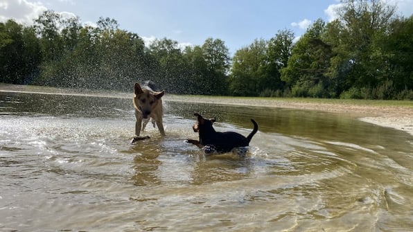 Honden - Park Drentheland