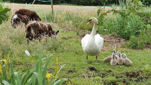 Omgeving - Vodatent Camping Oude Rijn