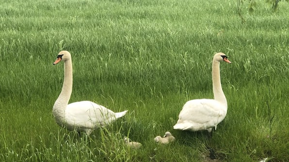 Dieren - Vodatent Camping de Tolbrug