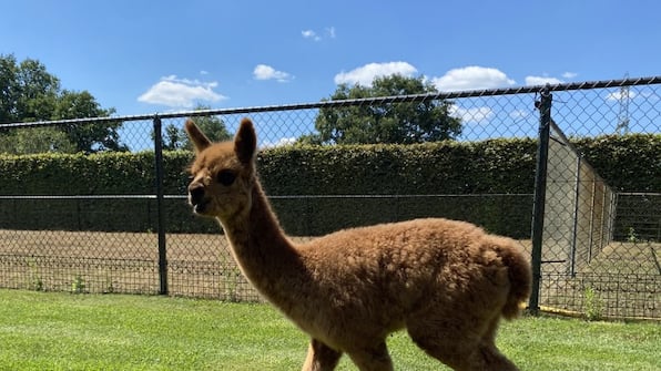 Alpaca - Vodatent Minicamping de Lindenhoeve