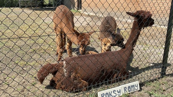 Alpaca's - Vodatent Minicamping de Lindenhoeve