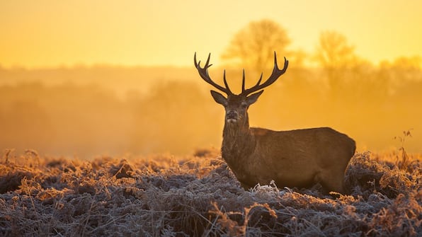 Umwelt - Bilderberg Residence Groot Heideborgh Umwelt - Bilderberg Residence Groot Heideborgh