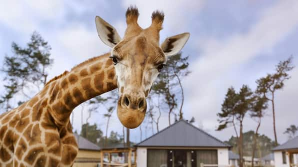 Giraffe - Safari Resort Beekse Bergen