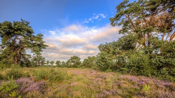 Omgeving - Hofparken de Bergvennen