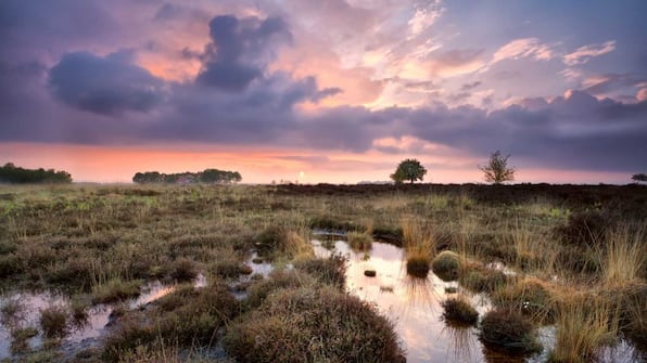 Nationaal Park Dwingelderveld - Bed and Breakfast Drentse Krent