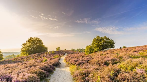 Omgeving - De Lunterse Boer - Veluwse Cottage