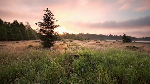 Nationaal park Dwingelderveld - Bed and Breakfast De Beddestee