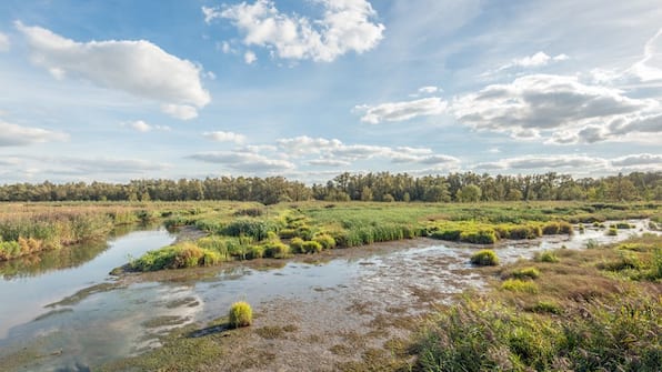 Biesbosch - De Brabantse Biesbosch