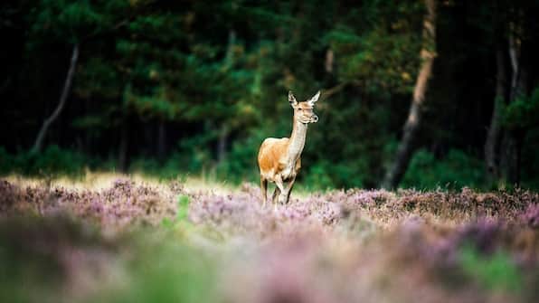 Omgeving - Hotel de Stoppelberg
