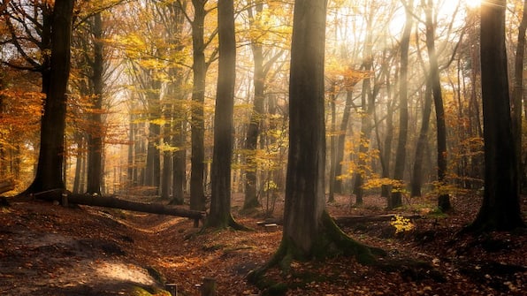 Aalter - Hotel Orchidee Aalter - Hotel Orchidee