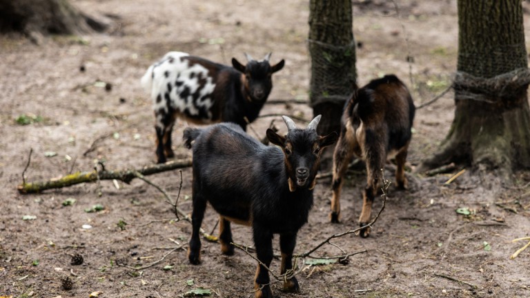 Dierenweide - Vakantiepark de Jagerstee