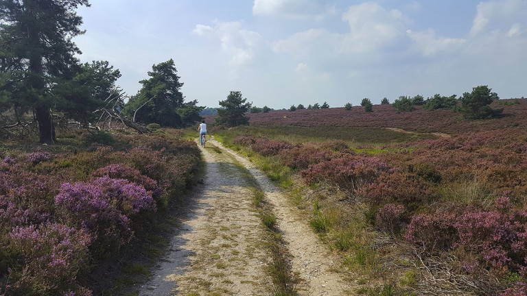 Nationaal Park De Sallandse Heuvelrug - Fiets- of Autovakantie Overijssel (Twente-Salland)