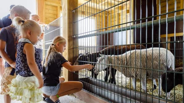 Dierenweide - RCN Vakantiepark de Flaasbloem