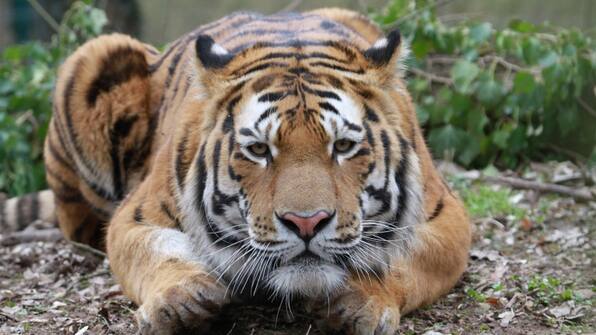 Zoo-Parkhotel Landau