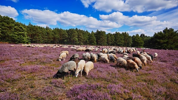 Omgeving - Het Wapen van Aelden