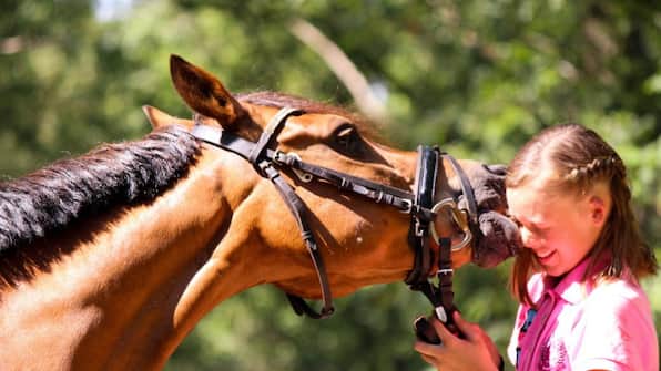 Paard - Horsetellerie Rheezerveen