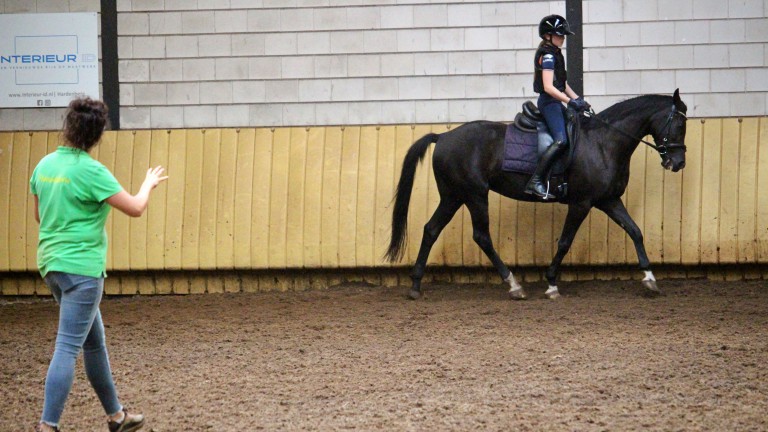 Reiten - Horsetellerie Rheezerveen