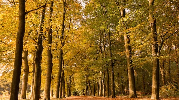 Omgeving - TopParken Résidence Lage Vuursche