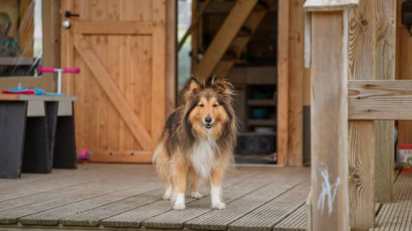 Hond - RCN Vakantieoark Toppershoedje Hond - RCN Vakantieoark Toppershoedje