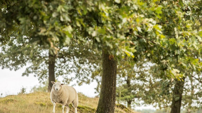 Omgeving - Landal Hunerwold State