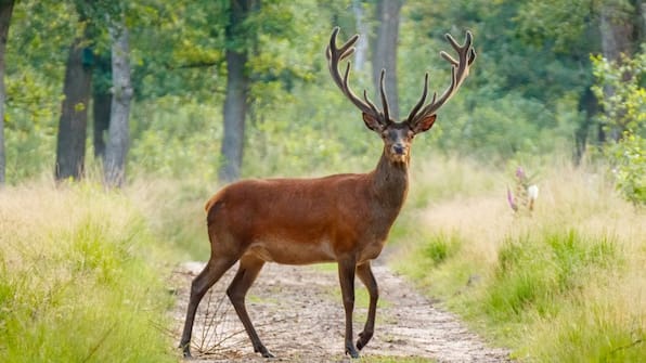 Umgebung - Villa Vennendal Umgebung - Villa Vennendal
