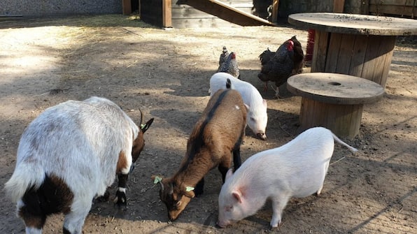 Kinderboerderij - Vakantiepark de Bosrand