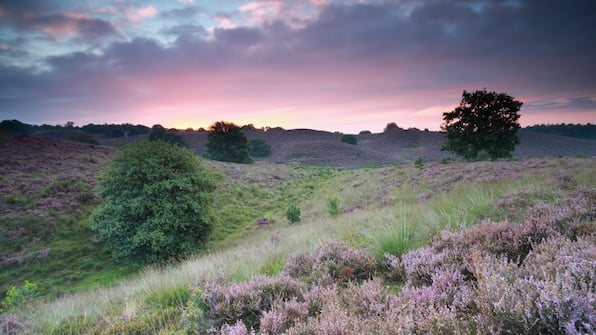 Omgeving - Heidepark Veluwschkarakter Omgeving - Heidepark Veluwschkarakter