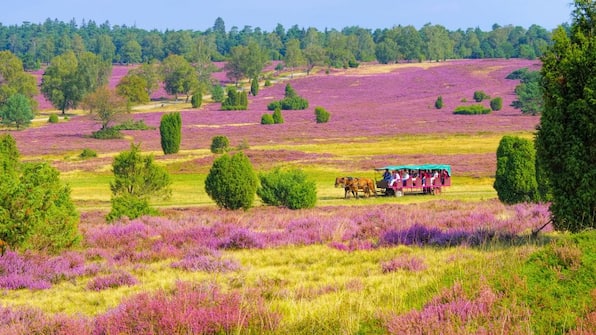 Lüneburger Heide