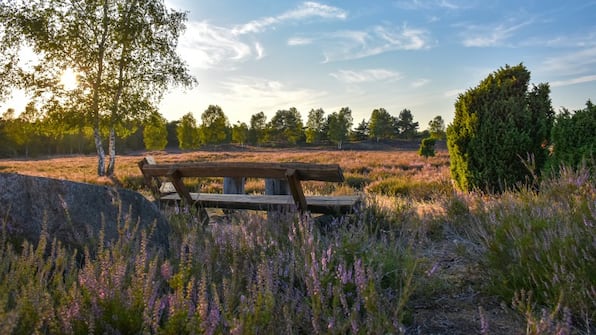 Lüneburger Heide