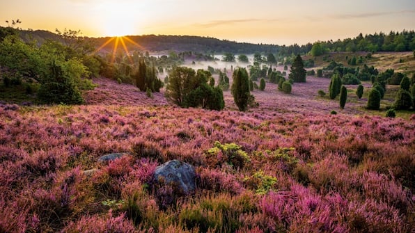 Lüneburger Heide