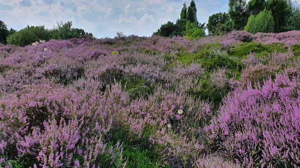 Omgeving - Hotel Martensplek