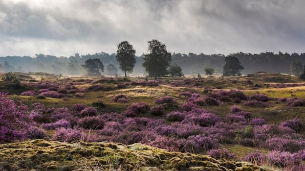 Omgeving - Hotel De Hoeve Van Nunspeet