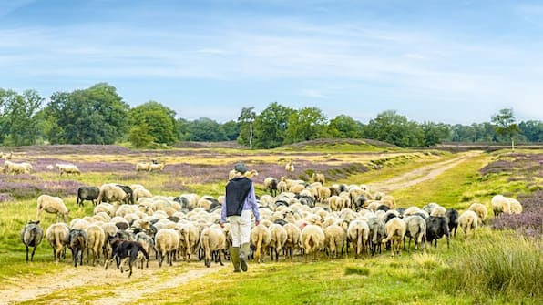 Drenthe - Hotel Het Witte Veen