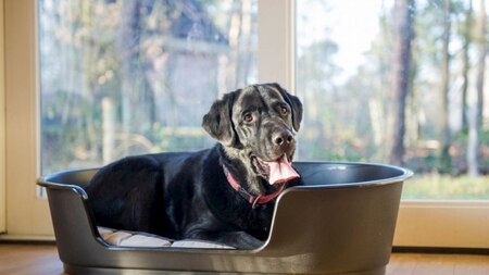 Hund - Landal Stroombroek