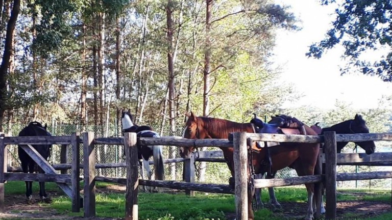 Pferdeweide - Camping de Binnenvaart