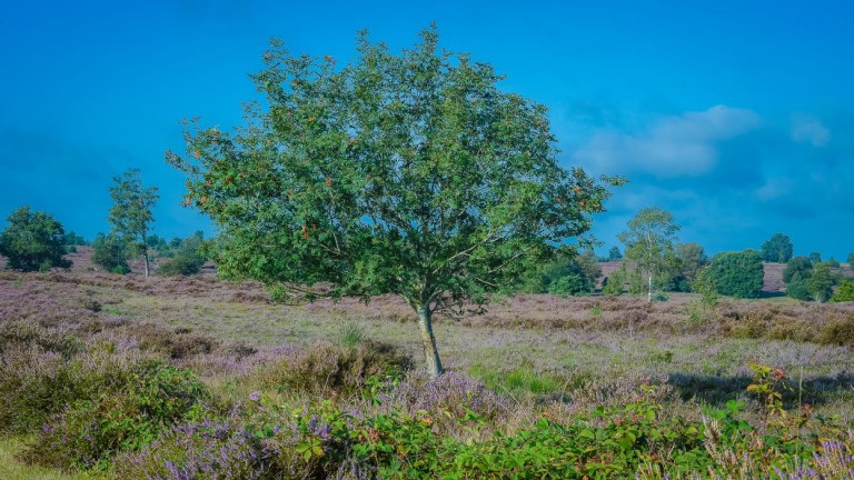 Umwelt - Buitenplaats Holten