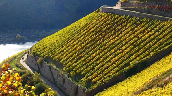 Weinberge - Hotel Trapp