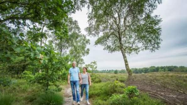 Omgeving - Landal De Wedderplassen