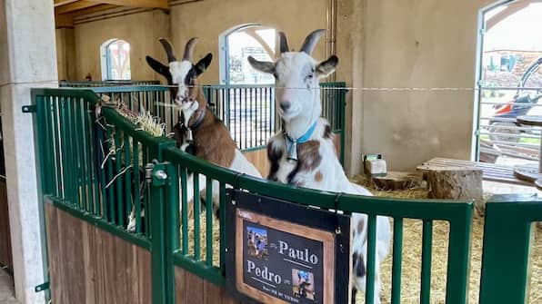 Kinderboerderij - Camping Fuussekaul