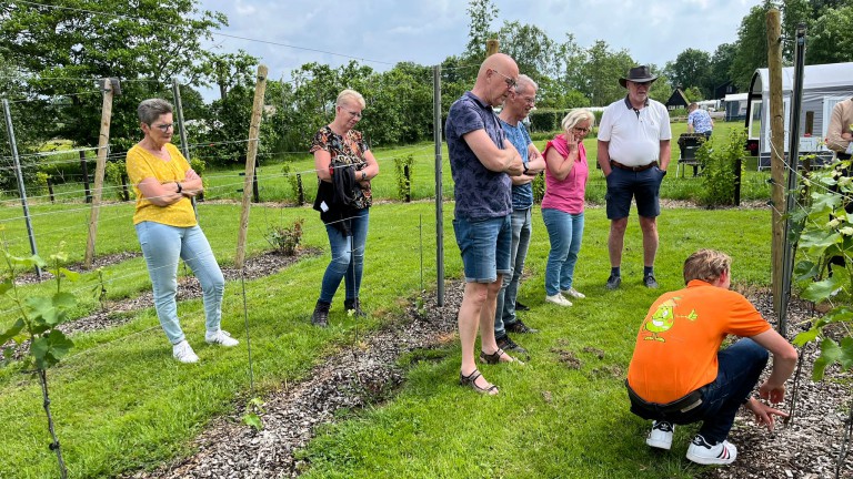 Ferienpark der Toffe Peer - Weinberg