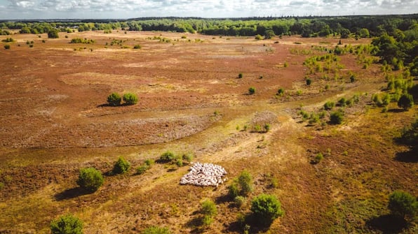 Omgeving - Roompot Bospark Lunsbergen