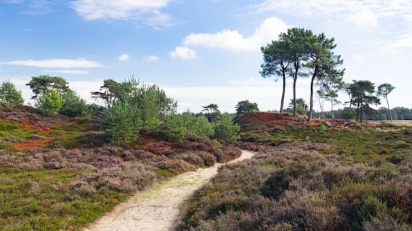 Omgeving - Fietsvakantie 7 friese steden