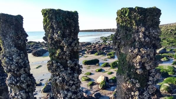 Westkapelle - Fewo Westkapell Westkapelle - Fewo Westkapell