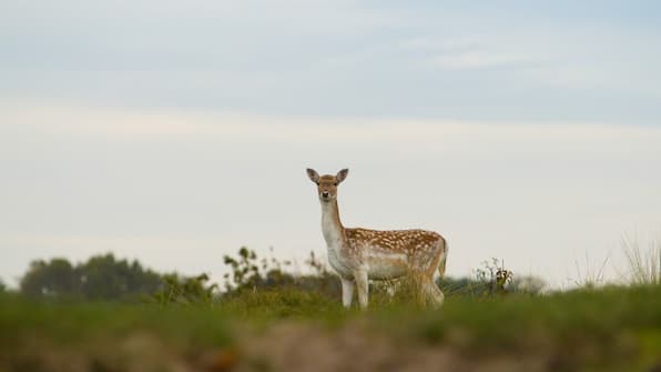 Oostkapelle - Fewo Oostkapelle Oostkapelle - Fewo Oostkapelle
