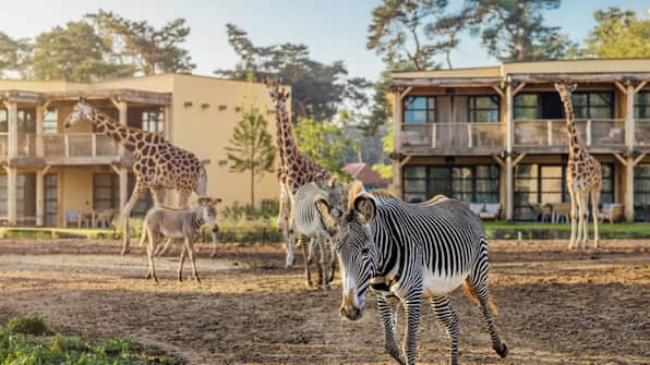 Savanne - Safari Hotel Beekse Bergen