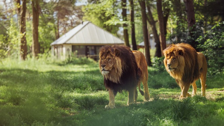 Leeuwen - Safari Resort Beekse Bergen