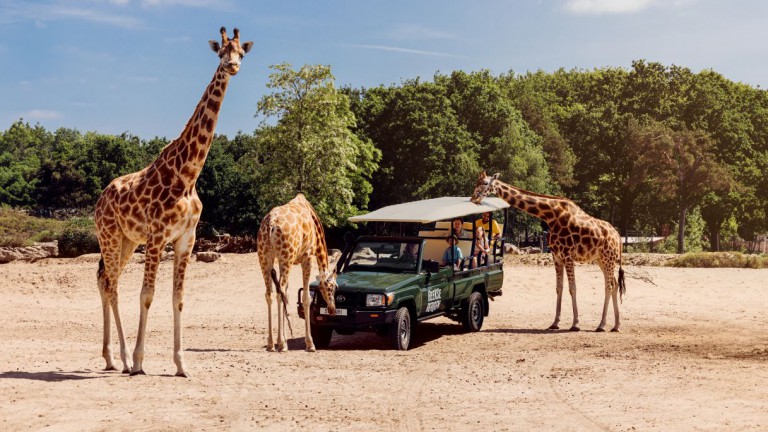 Giraffen - Safari Resort Beekse Bergen